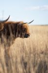 Highland Cow On The Farm Stock Photo