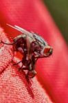 Two Flies Making Love Stock Photo