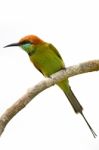 Little Green Bee-eater Stock Photo