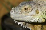 Iguana Lizard Stock Photo