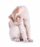 Thai Cat Isolated On The White Background Stock Photo