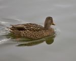 Background With A Mallard Swimming In A Calm Lake Stock Photo