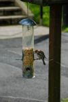 Chaffinch Feeding Stock Photo