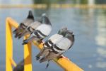 Row Of Pigeons Perching On Yellow Metal Bar Stock Photo