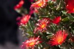 Mesembryanthemums Flowering In Tenerife Stock Photo