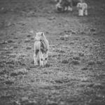 Sheep On The Farm During The Day Stock Photo