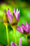 Waterlily Stock Photo