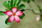 Tropical Flower Pink Adenium,desert Rose. ???????? Stock Photo