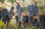 Ripe Grapes Hanging On Tree Display In Food Festival Stock Photo