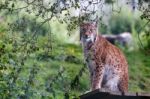 Northern Lynx ( Felis Lynx Lynx) Stock Photo