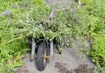 grass on Wheelbarrow with fork Stock Photo