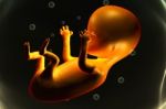 Human Fetus Stock Photo