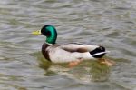 Beautiful Picture With A Mallard Swimming In Lake Stock Photo