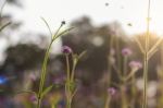 Purple Flowers With Beauty At Sunrise Stock Photo