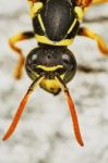 Wasps Head Closeup Stock Photo