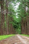 Pine And Roads With Nature Stock Photo