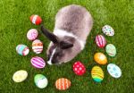 Rabbit And Easter Eggs In Green Grass Stock Photo