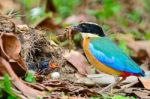 Blue-winged Pitta Stock Photo