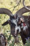 Brown Goat In A Pasture Stock Photo