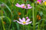 Colorful Cosmos Flower Blooming In The Field Stock Photo