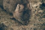 Adorable Large Wombat During The Day Looking For Grass To Eat Stock Photo