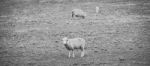 Sheep On The Farm During The Day Stock Photo