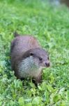 Eurasian Otter (lutra Lutra) Stock Photo