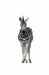 Zebra Stock Photo