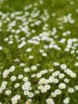 Daisy Flowers Stock Photo