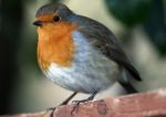 Robin Stock Photo