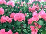 Rhododendron-flowers,in Park Stock Photo