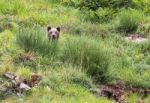 Brown Bear In Asturian Lands Stock Photo