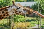 Giraffe At The Zoo Stock Photo