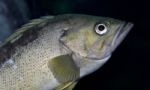 Picture With A Fish Looking In Camera In The Sea Stock Photo