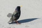 Iridescent Common Starling In Lyme Regis Stock Photo