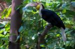 Fuengirola, Andalucia/spain - July 4 : Red-eyed Papuan Hornbill Stock Photo