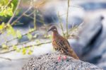 Galapagos Dove In Espanola Island Stock Photo