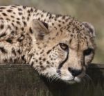 Cheetah Stock Photo