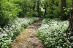 Woodland Path And Flowering Garlic Stock Photo