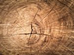 Texture Of Cut Wood Stock Photo