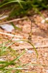 Yellow And Black Pattern Dragon Fly On Grass Stock Photo