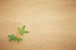 Green Plant Growing Sand Stock Photo