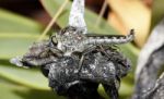 Robber Fly Stock Photo