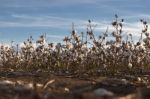 Cotton Field In Oakey, Queensland Stock Photo