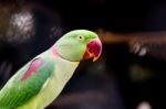 Alexandrine Parakeet Close Up Stock Photo