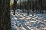 Winter Forest At Sunset Stock Photo