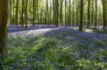 Bluebells In Wepham Wood Stock Photo