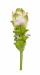 Siam Tulip Flower Isolated On White Background Stock Photo