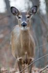 Photo Of The Wide Awke Beautiful Deer Looking Straight Stock Photo