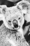 Koala In A Eucalyptus Tree. Black And White Stock Photo